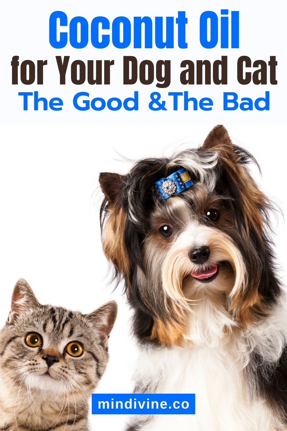 Funny long haired dog with blue brooch on the head with cat on white background.